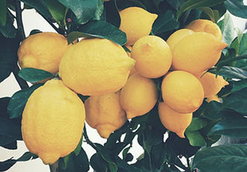 Morning Lemon Water Cleanse